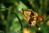 Papillon