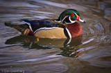 Wood Duck, Denver Zoo