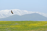 Griffon Vulture - נשר מקראי - Gyps fulvus