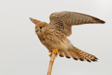 <h5>Common Kestrel - בז מצוי - <i>Falco tinnunculus<i></h5>