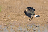 <h5>Lapwing- קיווית מצויצת -<i>Vanellus vanellus<i></h5>