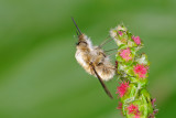 Bee-Fly - בומביל - Bombylius