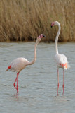 <h5>Flamingo - פלמינגו מצוי - <i>Phoenicopterus roseus<i></h5>