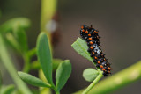 Old World Swallowtail - זנב-סנונית - Papilio machaon