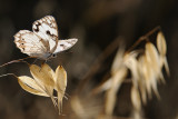 <h5>Levantine Marbled White - <i>Melanargia titea<i></h5><i></h5>