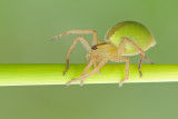Green Huntsman Spider - מברישית ירוקה