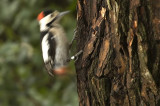 <h5>Syrian Woodpecker - נקר סורי - <i>Dendrocopos syriacus<i></h5>