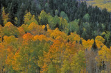 Autumn Colors, Southern Utah