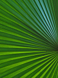 Palm, Hilo Botanical Garden, Hilo, the Big Island, Hawaii