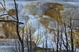 Mammoth Hot Springs, Yellowstone National Park, Wyoming