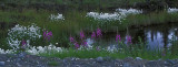 Cotton-grass and fire-weed, Wrangle St. Elias National Park, Alaska