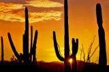 Sunset, Saguaro National Park, Arizona