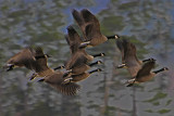 Blackwater National Wild Life Refuge, Maryland