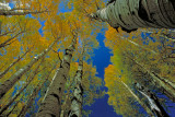 Aspens, Kaibab National Forest, Virginia