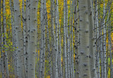 Aspens, Maroon Canyon, Colorado