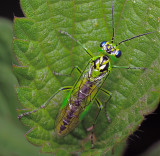 Groene bladwesp - Rhogogaster Viridis