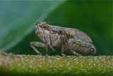 Cicade  - schuimbeestje
