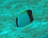 Butterfly brown juvenile - Chaetodon kleinii K123