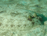 Flounders & soles