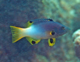 Hogfish coral - Bodianus axillaris K178