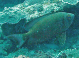 Bigeye crescent-tail - Priacanthus hamrur K79