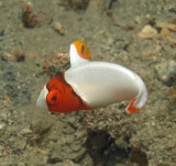 Parrot bicolour juvenile - Cetoscarus bicolor K180
