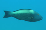 Parrot bicolour female - Cetoscarus bicolor K180 PB028760 1 .JPG