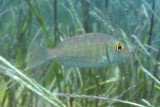 Emperor blue-line - Gymnocranius grandoculis Fishwise