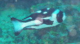 Snapper black juvenile - Macolor niger K110