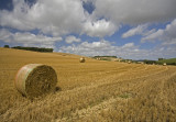 Harvest Time Alkham Valley