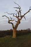 Dead Tree_2166.jpg