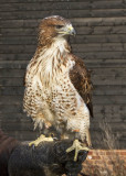 Red-Tailed Hawk_2147.jpg