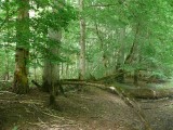 An old-growth forest near Pededze