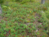 Forest near Vilaune