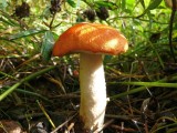 Just a mushroom