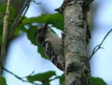 Lesser spotted woodpecker (Dendrocopus minor) in Slitere National Park