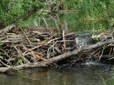 Beaver dam in Vilaune river