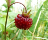 Wild strawberry