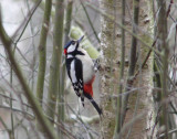 Greater spotted woodpecker (Dendrocopus major) in Lielupe