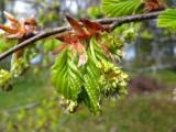 Spring in Valdemarpils