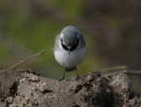 A very assertive white wagtail (Motacilla alba)