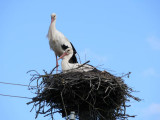 White storks Ciconia ciconia in Liezere