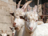 Goats in Jurguci - a nice country house near Cesvaine near Cesvaine