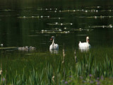 Mute swan family in a small lake near Cesvaine