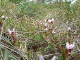 Blooming cranberries in Slitere National Park