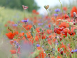 Blooming poppies