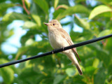 Grey flycatcher Muscicapa striata