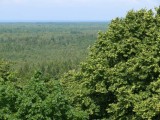A view over old forests of Slitere National Park