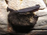 Hibernating bats in Kaleja cave, Gauja National Park