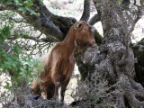 Imbros gorge